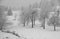 Whitewashed trees during copious snowfall