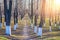 Whitewashed trees in park. White-washed tree trunks in a park on autumn sunny day