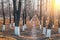 Whitewashed trees in park. White-washed tree trunks in a park on autumn sunny day