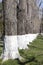Whitewashed trees - RAW format
