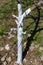 Whitewashed trunk of a young apple tree