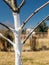 Whitewashed young fruit tree