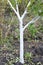 Whitewashing fruit tree. Painting tree in white color prevents the bark from heating too much