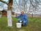 Whitewashing of a trunk of an apple-tree. Spring works in a garden