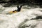 Whitewater kayaker