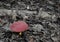 Whitey`s Bolete Fungus Growing on the Ground