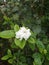 Whiteâ€‹ cape jasmineâ€‹ flowerâ€‹ plantâ€‹