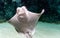 Whitish belly of Cownose ray Rhinoptera bonasus