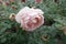 Whitish pink flower of rose