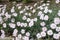 Whitish pink flowers and buds of garden pink