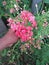 Whitish Pink Ixora