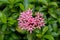 whitish pink Ixora