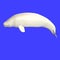 Whitle adult male beluga whale