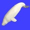 Whitle adult male beluga whale