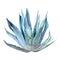 Whole agave plant. Blue leaves. Watercolour botanical illustration isolated on white background.