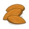 Whole almond nuts illustration