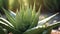 Whole aloe vera plant, Fresh leaves of aloe vera, for cosmetic ingredients