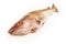 Whole Atlantic cod (Gadus morhua) fish.