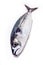 Whole Atlantic mackerel fish