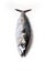 Whole Atlantic mackerel fish