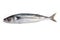 Whole Atlantic mackerel fish