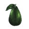 Whole avocado with leaf isolated on white background. Keto diet hand drawing. Organic food. Healthy eating concept