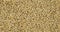 Whole barley grain background, texture. Rotation and zoom out of grain background.
