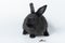 The whole black rabbit has black ears and sparkling eyes On white background