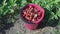 A whole bucket of a ripe juicy organic strawberries.