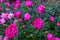 The whole bush of magnificent flowers of a pink peony in the middle of green leaves