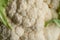 Whole Cauliflower Close Up of Floret Textures