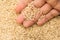 Whole Chinese Rice seed. Person with grains in hand. Macro. Whole food.