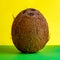 A whole coconut stands upright on a green and yellow background. Square frame for the use of advertising of tropical fruits or