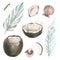 Whole coconuts and slices with tropical palm leaves and seashells. Watercolor illustration. Set isolated elements on a