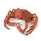 Whole cooked spider crab
