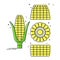 Whole corn cobs, in parts and in a cut. Organic food. Young ear of maize with leaves. Healthy eating. Vegetarian foodstuff. Color