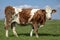 Whole cow, side view, tiny udder, standing upright, curly and muddy with straight drooping tail, blue sky at the horizon. seen