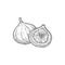 Whole and cut fig tropical fruit isolated sketch