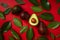 Whole and cut ripe avocadoes with green leaves on red background, top view. Minimalistic concept. Avocado assortment background,