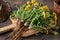 Whole dandelion plant with root