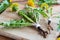 Whole dandelion plant with root on a table