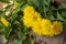 Whole dandelion plants taraxacum officinale