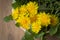 Whole dandelion plants taraxacum officinale