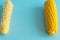 Whole and empty corn cob. Maize. Zea mays. Two boiled corncobs. One with delicious yellow-golden sweetcorn grains and