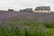 The whole field of beautiful bright purple flowers