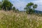 The whole field is dotted with small flowers of chamomile. And I want to go over it