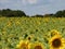 Whole Field of Pretty Sunflowers