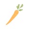 Whole fresh carrot with tops. Orange tuber and leaf of raw root vegetable. Food plant with leaves. Colored flat vector