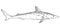 Whole fresh dogfish shark on white. Vintage engraving monochrome black illustration.