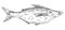 Whole fresh fish pangasius on white. Vintage engraving monochrome black illustration.